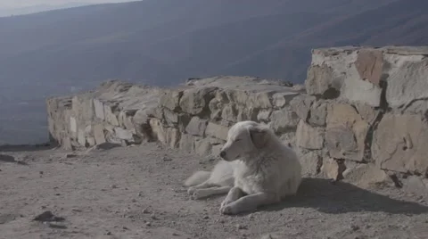 White dog sleep in the mountain Stock Footage 50688972