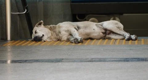 White dog sleeping Stock Photos