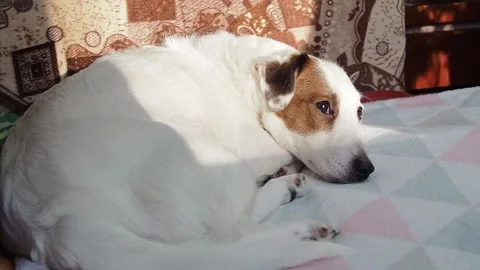 The white dog sleeps on the couch. Stock Footage 168902031