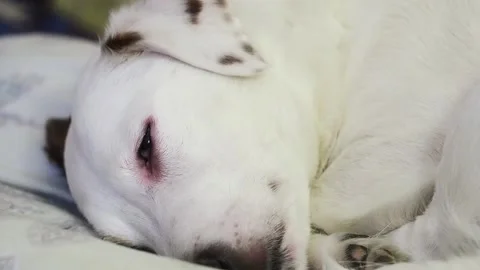 The white dog sleeps on the couch. Stock Footage 170188806
