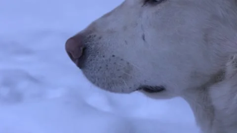 White Dog In The Snow Close Up Rack Stock Footage 154137159
