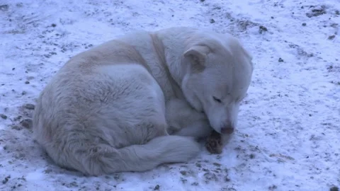 White Dog In The Snow Medium Stock Footage 154137021