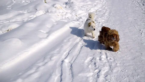 White dog in snow running Stock Footage 129421880