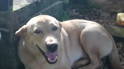 White dog in soft sunlight Stock Footage 254931877
