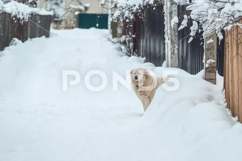 The white dog squint with happiness in the snow-covered park Stock Photos