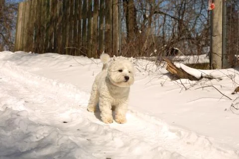 White Dog Standing at Snow Stock Photos