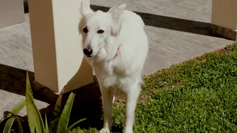 White Dog Standing on Sunlit Grass Beside a Column and Aloe Plant Stock Footage 341920789