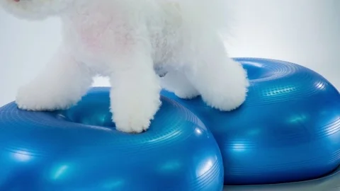 White dog is standing on two big blue balls Stock Footage 83773210