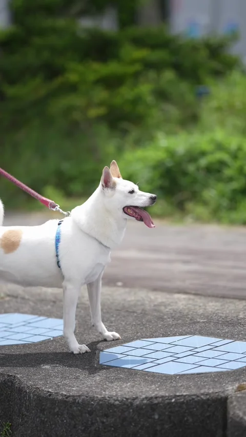 White dog stands on blue-tiled step Stock-Footage 339831226