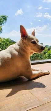 White dog sunbathing Foto stock