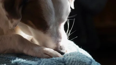 A white dog in the sunlight, lying on the couch and licking his paw. Stock Footage 170602615