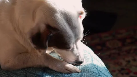 A white dog in the sunlight, lying on the couch and licking his paw. Stock Footage 170602630