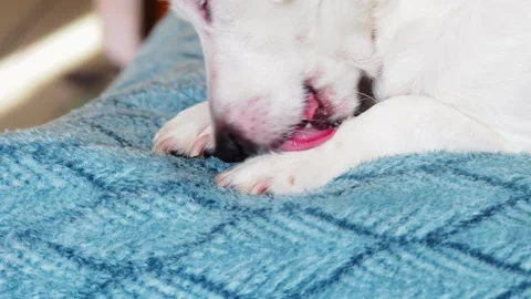 A white dog in the sunlight, lying on the couch and licking his paw. Stock Footage 170604107