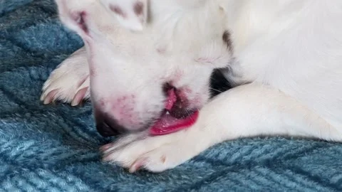 A white dog in the sunlight, lying on the couch and licking his paw. Stock Footage 170617028