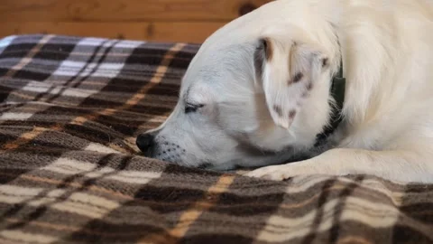 A white dog in the sunlight, lying on the couch and licking his paw. Stock Footage 275571298