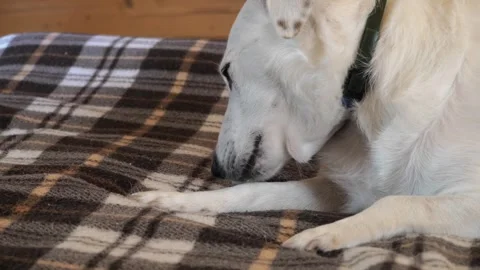 A white dog in the sunlight, lying on the couch and licking his paw. Stock Footage 275571301