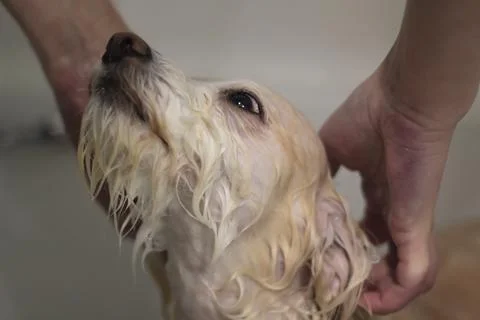 White dog taking a bath on the bathtub Stock Photos
