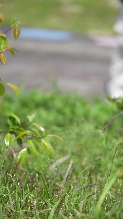 White dog with tan patch sniffs grass Stock Footage 339830723