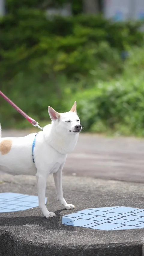 White dog with tan patch stands on sidewalk Stock Footage 339831218