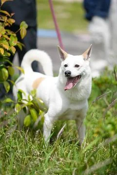 White dog with tan patch stands in grassy field Stock Photos