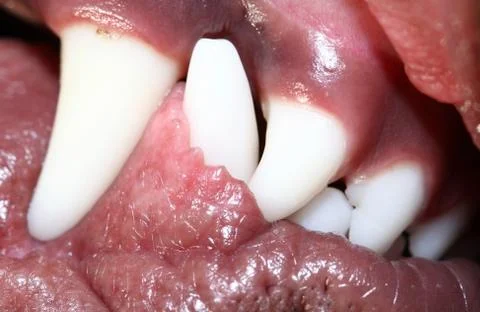 White Dog teeth Stock Photos