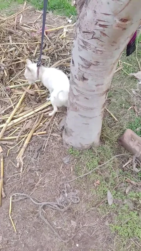 A white dog tied up with a tree 動画素材 264019909