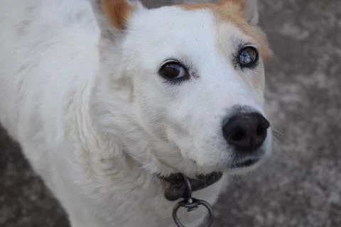 White dog with two different colored eyes Stock Photos