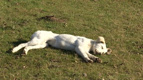 White dog wakes up Stockbeeldmateriaal 82755114