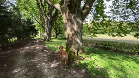 White Dog Walking Among Trees in Amsterdamse Bos Park in the Netherlands Stock Footage 336962175