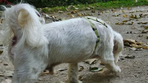 White dog is walking. Stock Footage 97869472