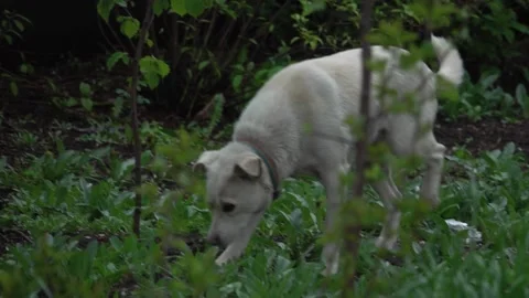 White dog walking Stock-Footage 238390950