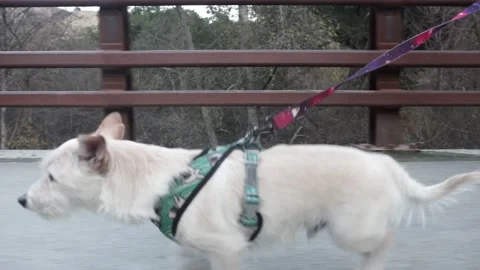 White Dog Walking with Leash, Side Profile Gimbal Shot Stock Footage 146157675
