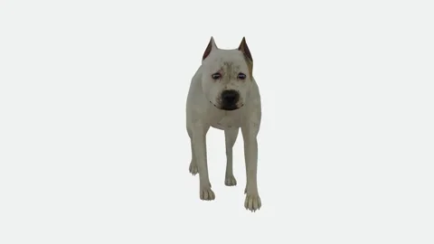 White dog walking out of all angles with white backdrop Stockbeeldmateriaal 246731414