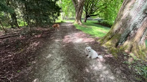 White Dog Walking Through Forest Park in Amsterdamse Bos Netherlands Stock Footage 336961929