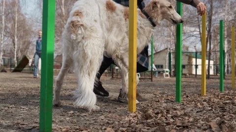 White Dog Walking Through Park Obstacle Course With Handler with training Stock Footage 345845272