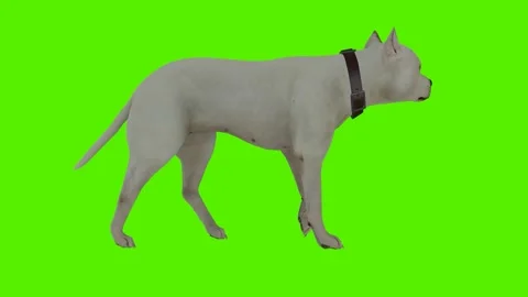 White dog walking from a triangular angle Video stock 246730717