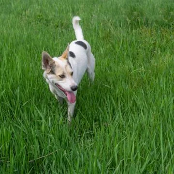 White dog watching for fun while standing in high spring grass Stock-Fotos