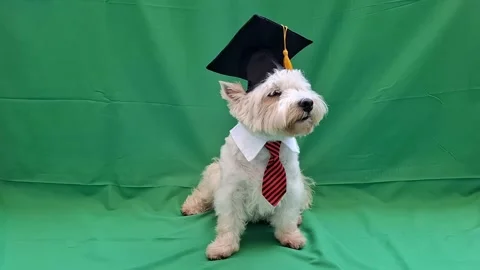 White dog west terrier in academic cap and tie on green background Stock Footage 337355266