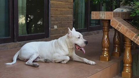 White Dogo Argentino resting on the porch, yawning Stock Footage