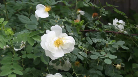 White dogrose bush Stock Footage 24731162