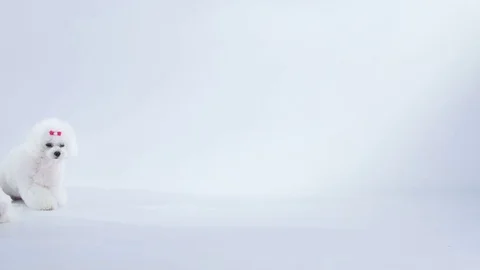 White dogs are lying or sitting on the floor Stock Footage 83773622