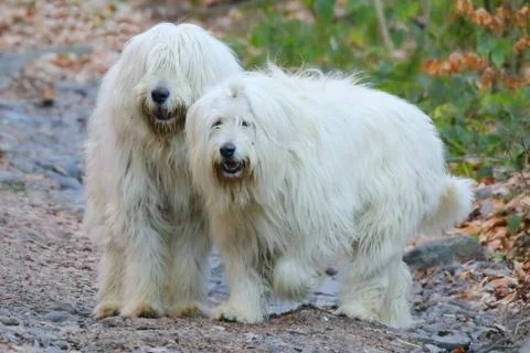 White dogs Stock Photos