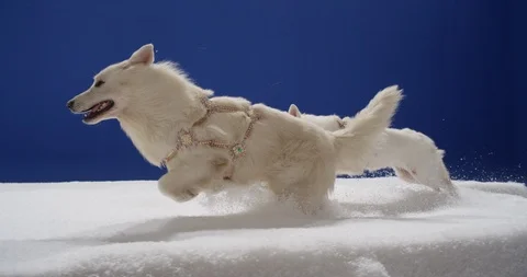 White dogs run through the snow Stock Footage 112114510