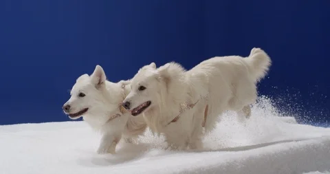 White dogs run through the snow Stock Footage 112114883