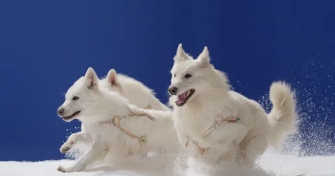White dogs run through the snow Stock Footage 112115134