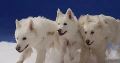 White dogs run through the snow Stock Footage 112116162