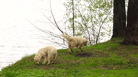 White dogs running through the grass by the river Stock Footage 274576457
