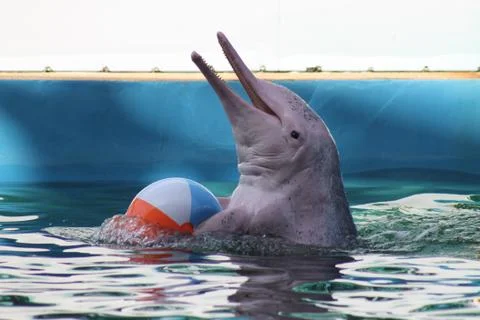 White dolphin with a ball in the pool Stock Photos