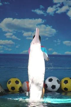 White dolphin communicates with a man Stock Photos
