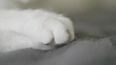 https://images.pond5.com/white-domestic-cat-paws-resting-footage-157515277_iconm.jpeg